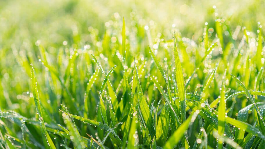 Healthy green lawn