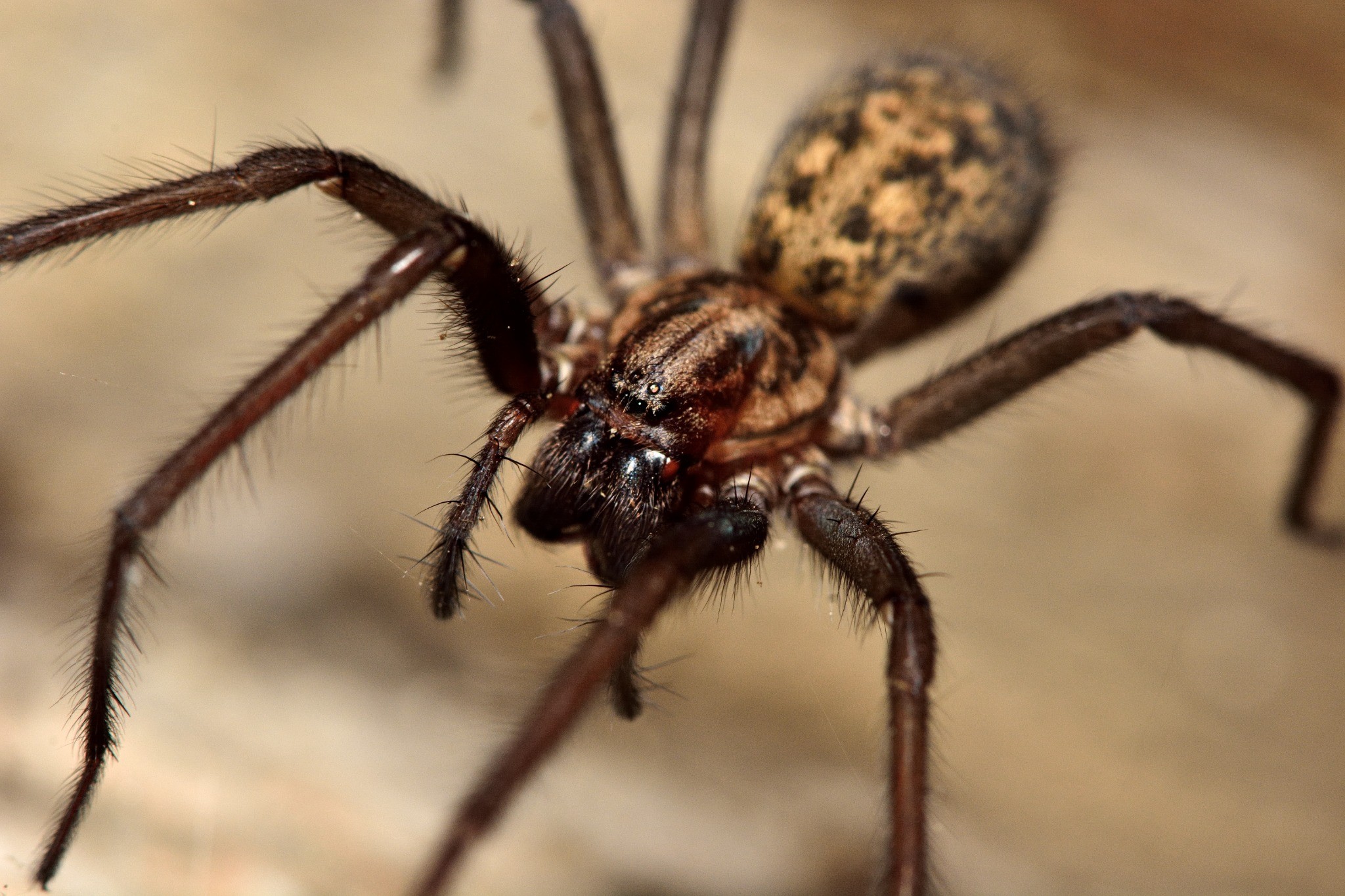 Close-up photograph of a spider